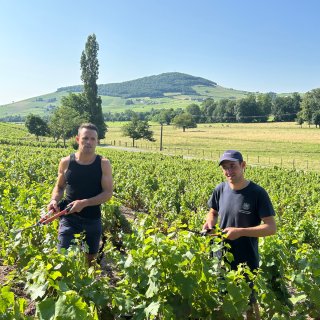 ドメーヌ・ラフォレより Beaujolais Villages Nouveau 栽培奮闘記