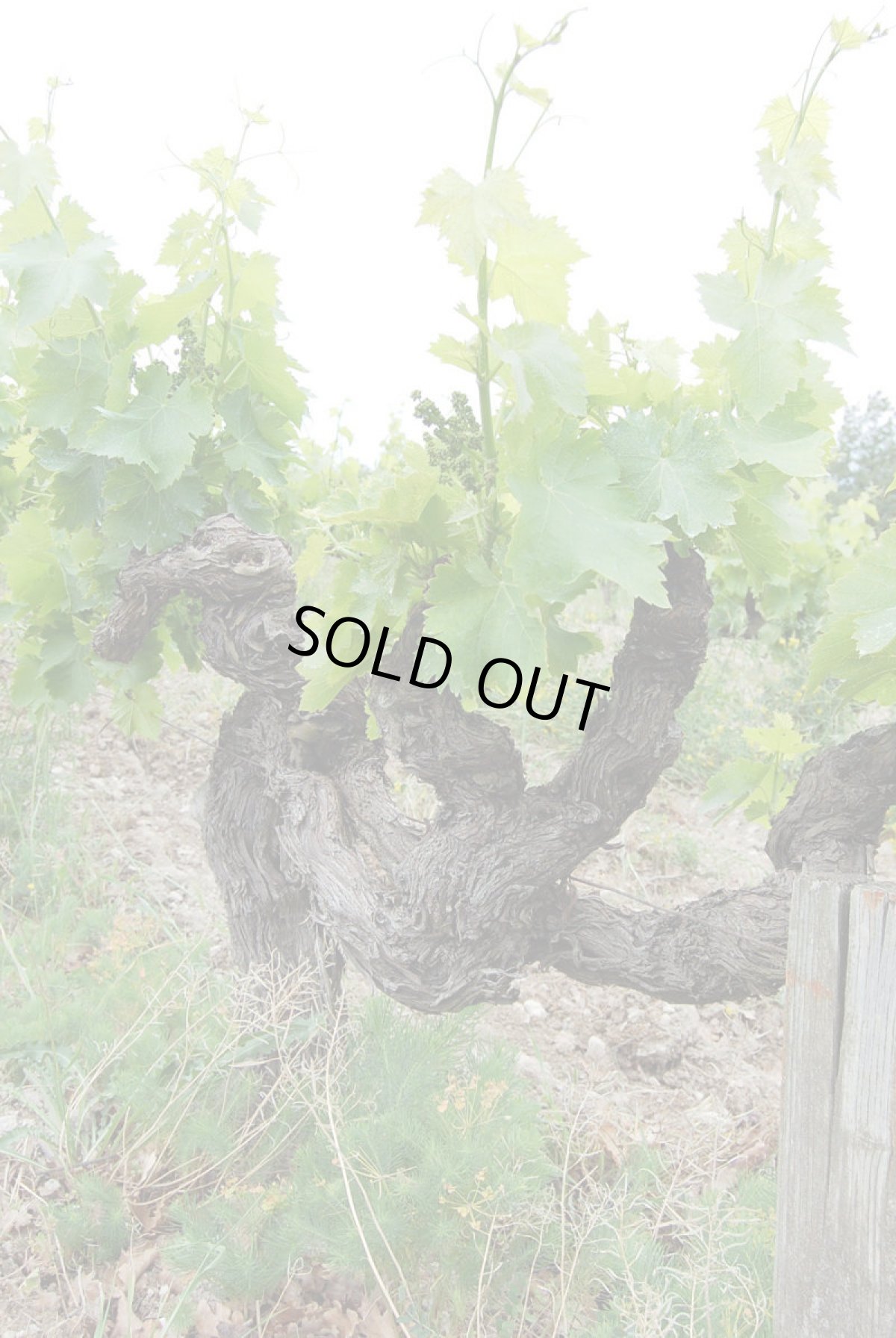 画像6: ジャン・ダヴィッド コート・デュ・ローヌ・ルージュ（赤ワイン フランス コート・デュ・ローヌ） (6)