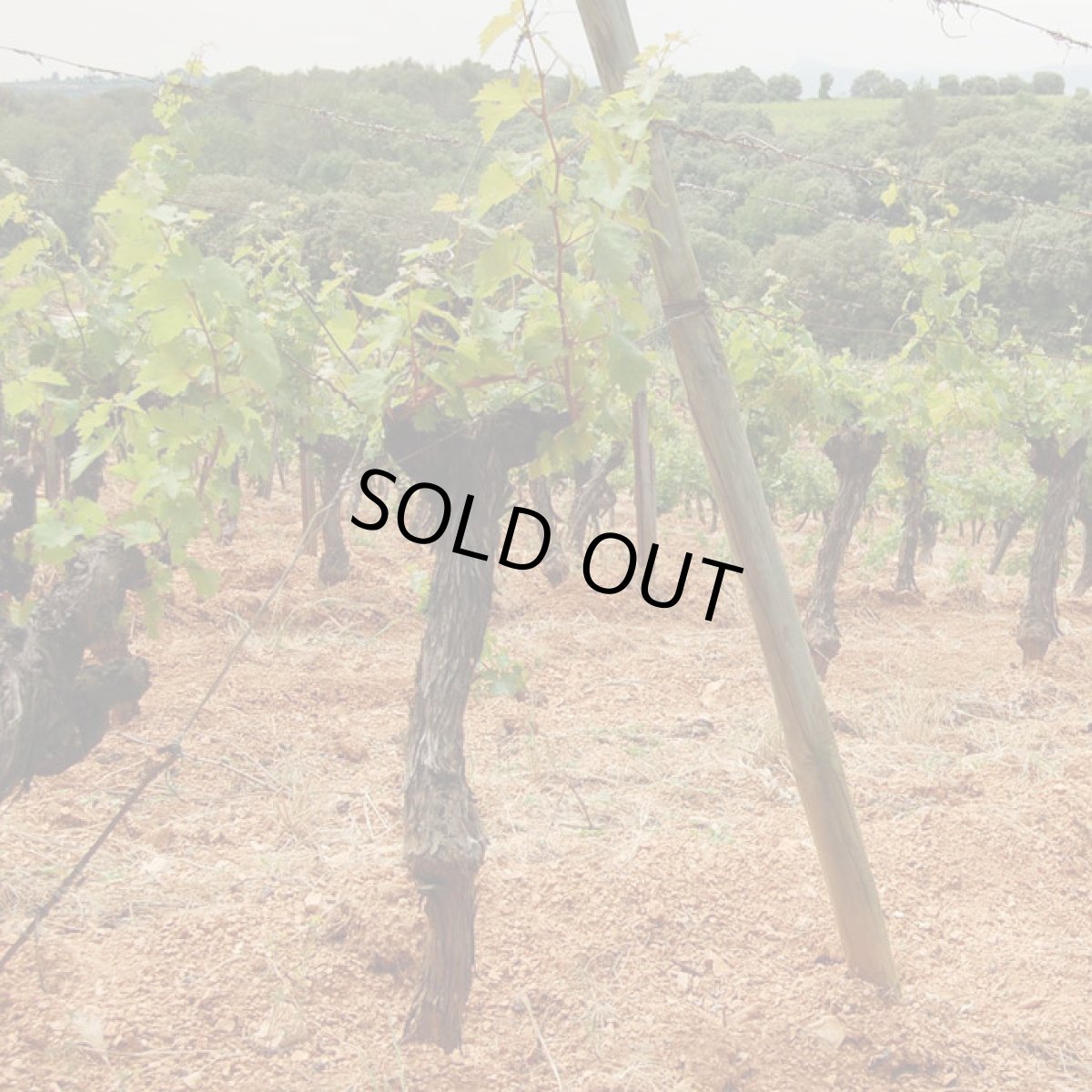 画像5: マズリエ ソーヴィニヨン(白ワイン フランス ラングドック ドマ・ガサック) (5)