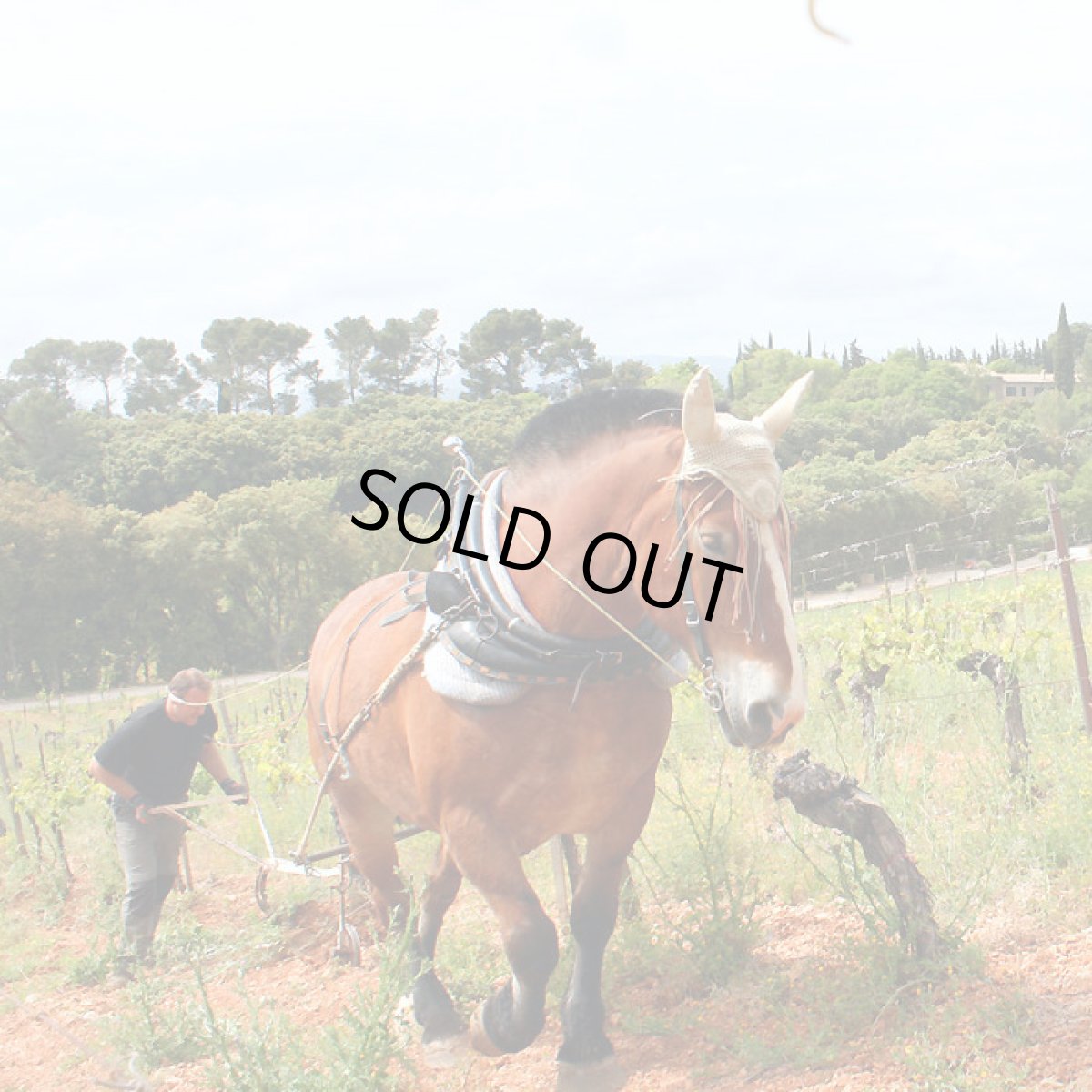 画像3: マズリエ ソーヴィニヨン(白ワイン フランス ラングドック ドマ・ガサック) (3)