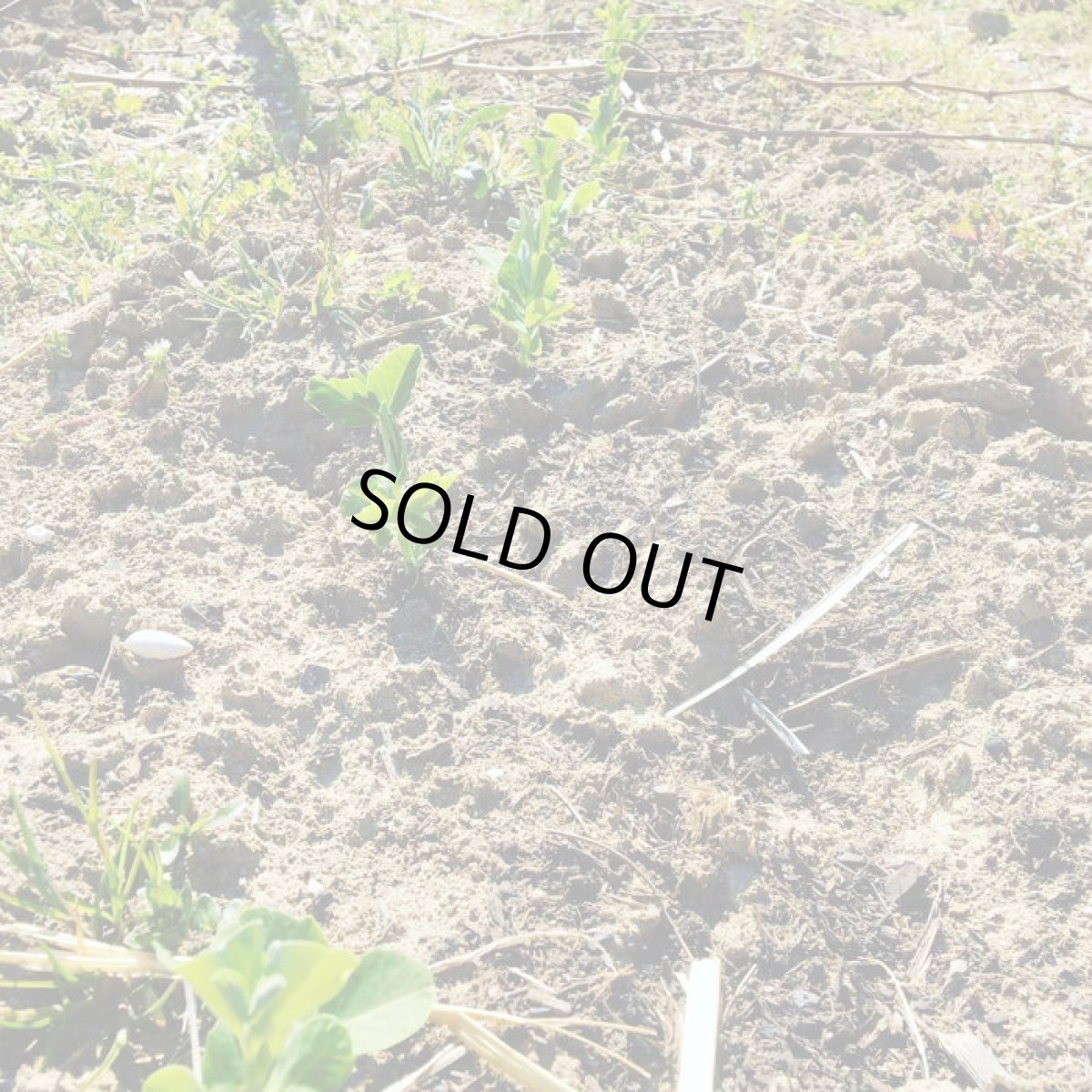 画像4: ラ・ブルーム(オレンジワイン ドイツ バーデン ヴァイングート・ウィラー) (4)