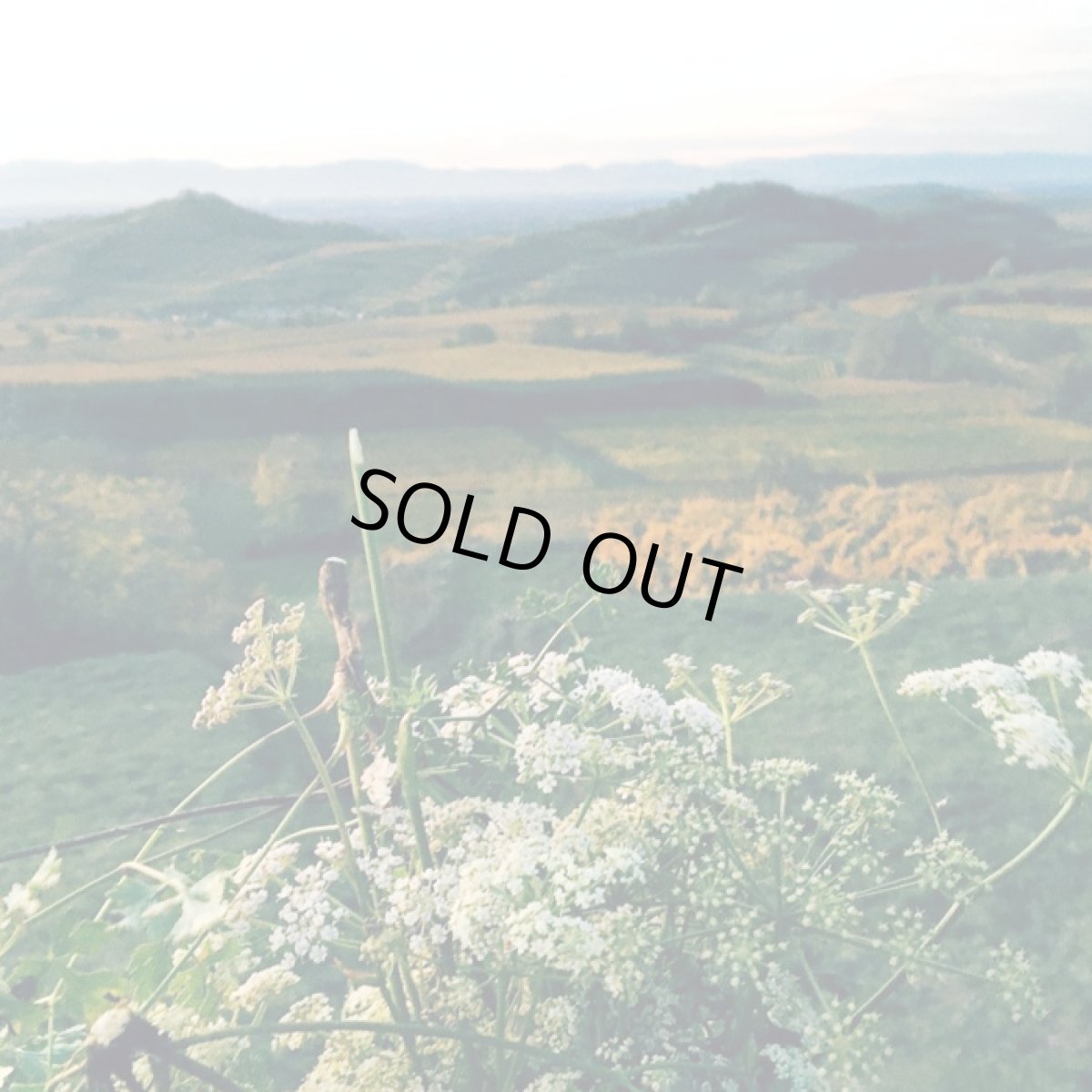 画像5: ラ・ブルーム(オレンジワイン ドイツ バーデン ヴァイングート・ウィラー) (5)