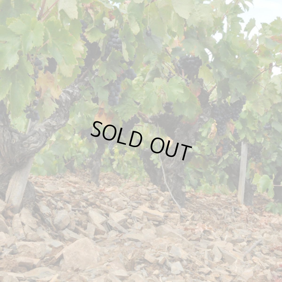 画像4: オー キャトル ヴァン ブラン(白ワイン フランス ラングドック クロ・バガテル) (4)