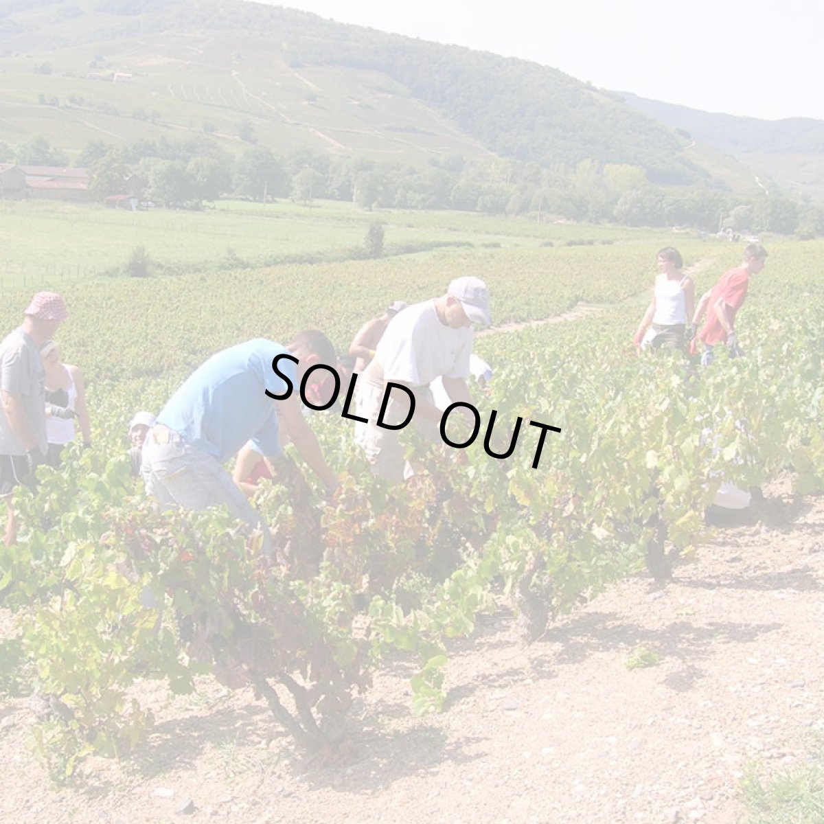 画像4: ラフォレ ボージョレー ヴィラージュ （赤ワイン フランス ブルゴーニュ　ドメーヌ ラフォレ） (4)