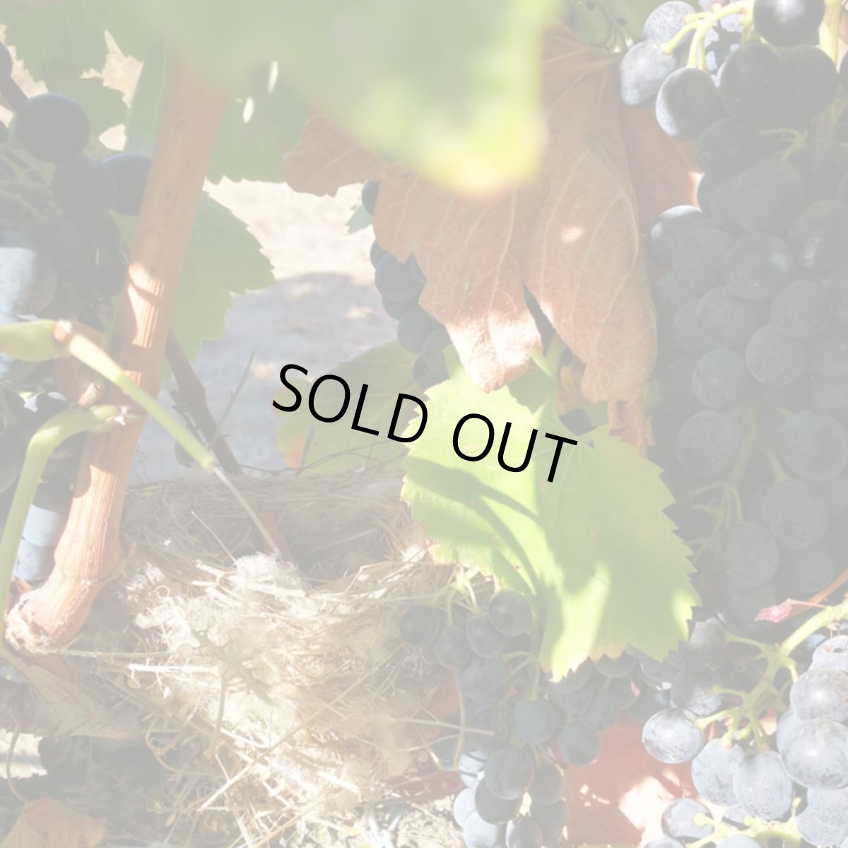 画像6: メレール・シラー(赤ワイン スペイン  ソモンターノ) (6)