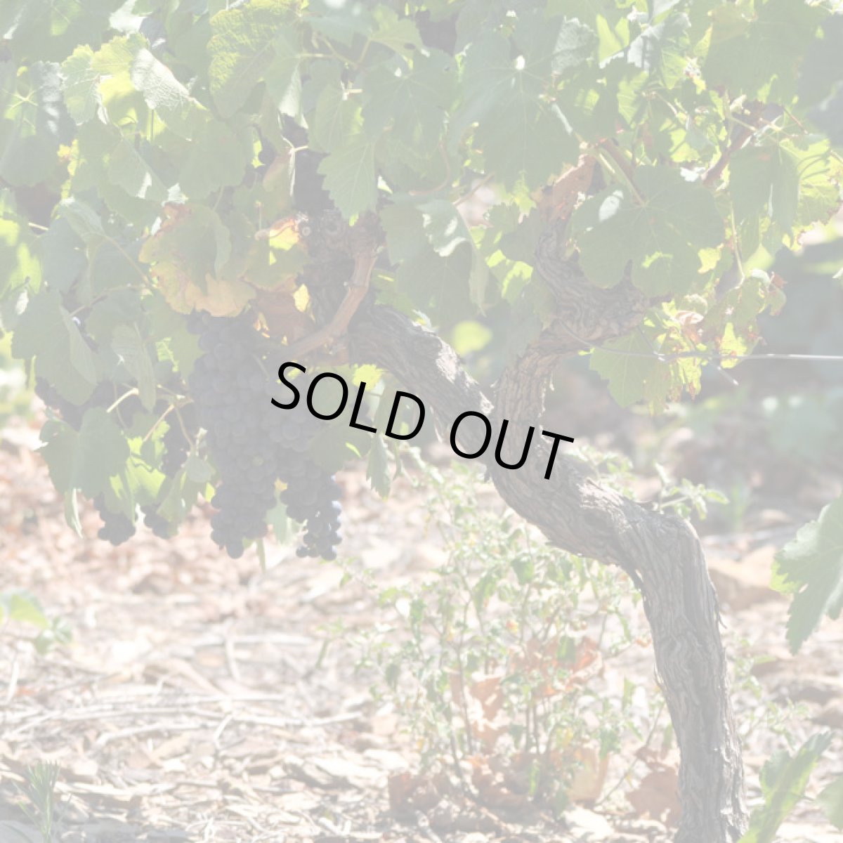 画像4: ムリニエ・ルージュ　シラー ヴィオニエ　（赤ワイン フランス ラングドック　ドメーヌ・ムリニエ） (4)