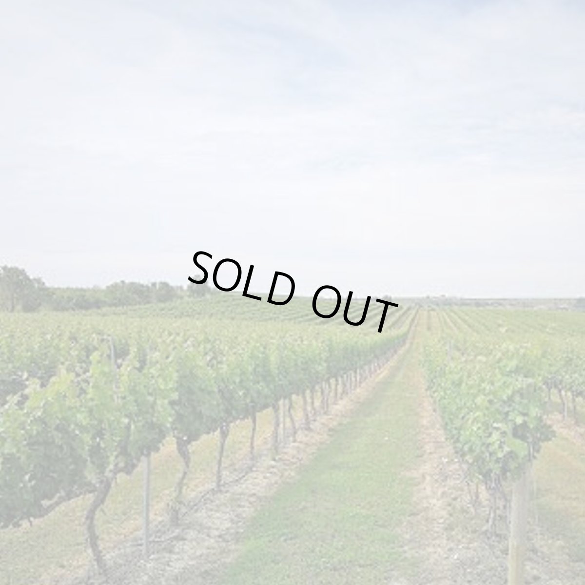 画像7: メレール・シラー(赤ワイン スペイン  ソモンターノ) (7)