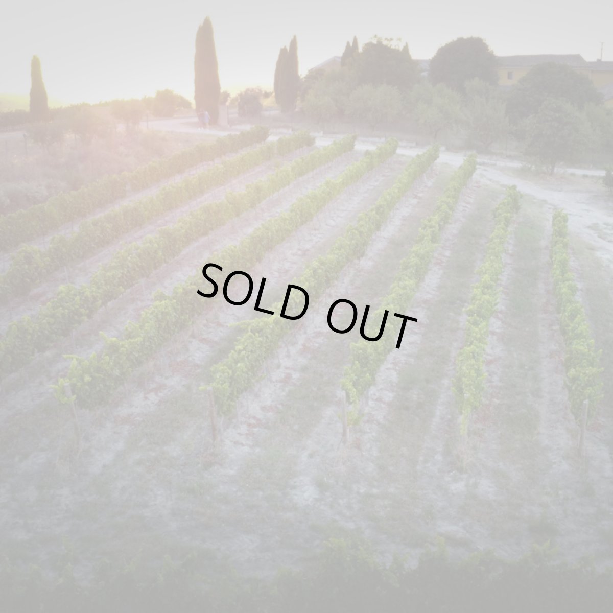 画像5: メレール・シラー(赤ワイン スペイン  ソモンターノ) (5)