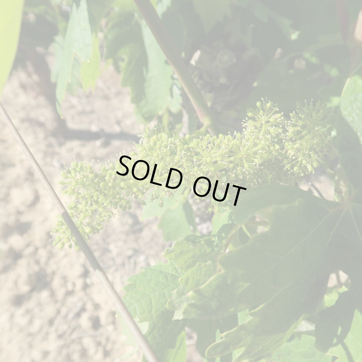 画像4: ラルジョル エキリーブル  シラー （赤ワイン フランス ラングドック） (4)