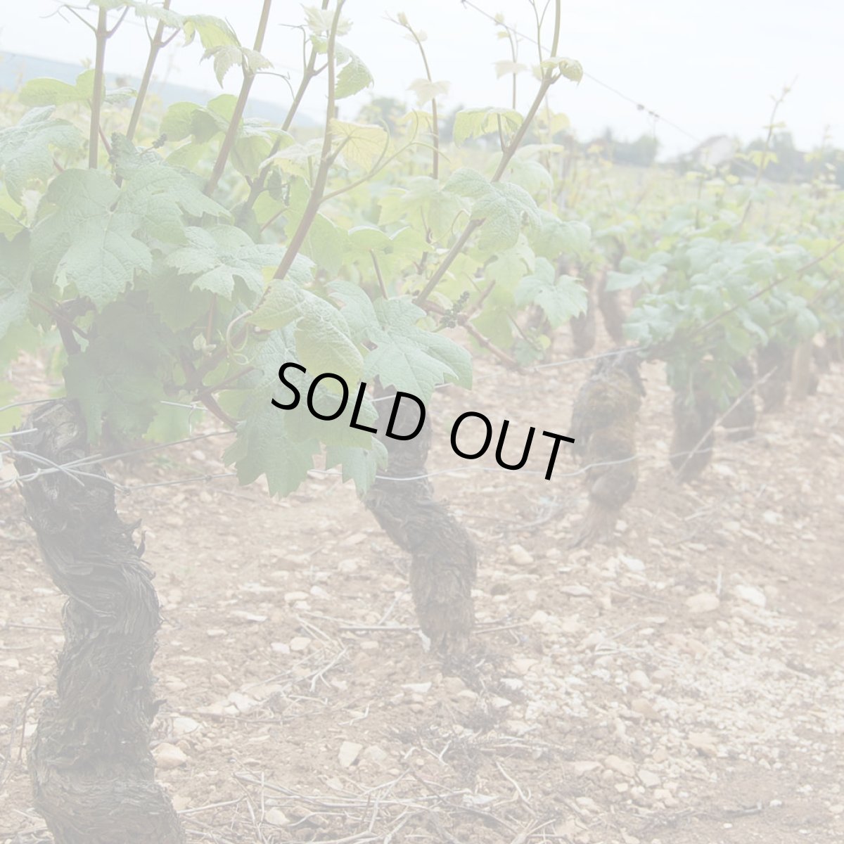 画像5: パトリック ギュイユ ブルゴーニュ ルージュ(赤ワイン フランス ブルゴーニュ パトリック ギュイユ) (5)