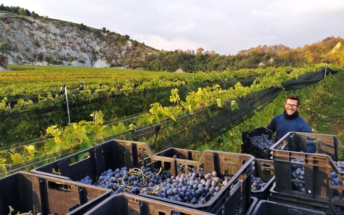 画像5: タージ ガルガネガ(白ワイン イタリア タージ) (5)