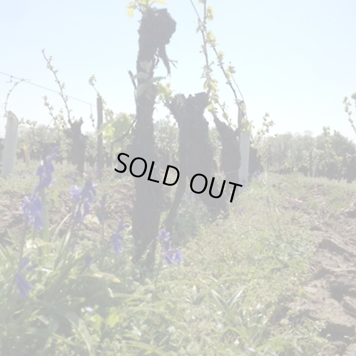 画像6: ミュスカデ レ キャーンズ オム （白ワイン フランス ロワール　レ ベット キュリウーズ） (6)