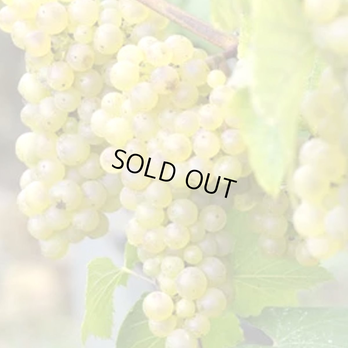 画像3: ラ・クロズリー・デ・リ・シャルドネ(白ワイン フランス ラングドック アルトニャック) (3)