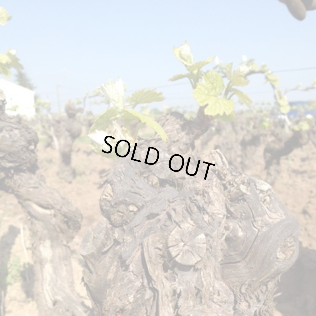 画像3: ミュスカデ レ キャーンズ オム （白ワイン フランス ロワール　レ ベット キュリウーズ） (3)