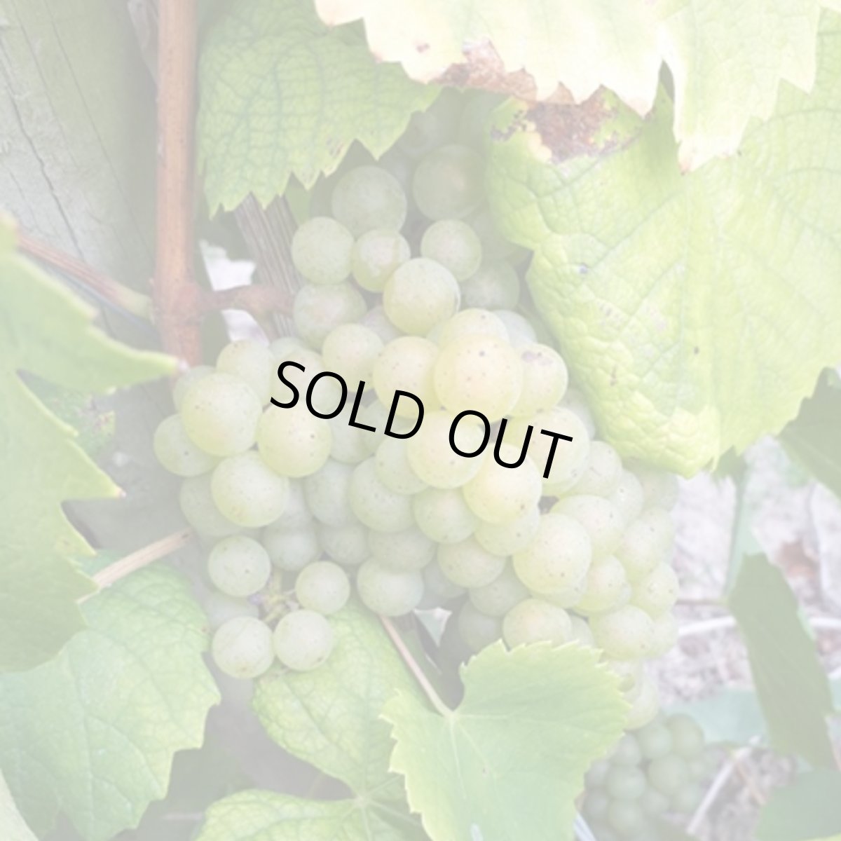 画像4: ミュスカデ レ キャーンズ オム （白ワイン フランス ロワール　レ ベット キュリウーズ） (4)