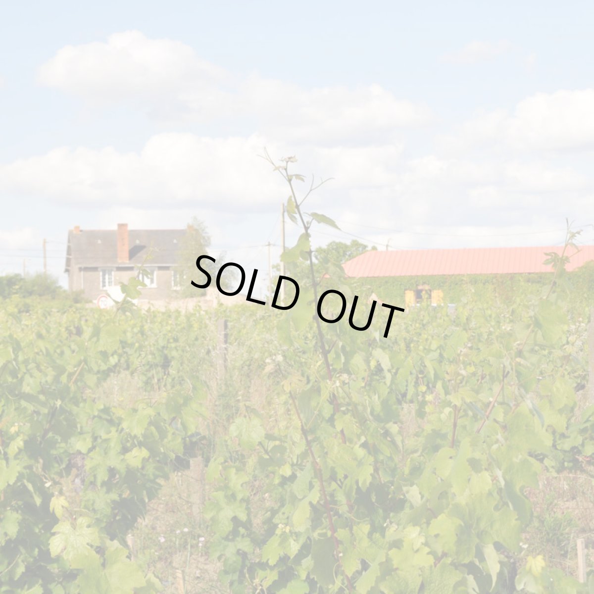 画像5: キュヴェ デ ザミ (白ワイン フランス ロワール  ドメーヌ ド ラ セネシャリエール) (5)