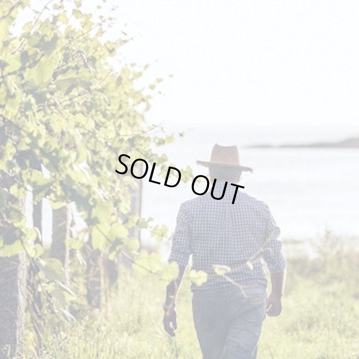 画像6: マラ マルティン（白ワイン スペイン  ボデーガス・マルティン・コダックス） (6)