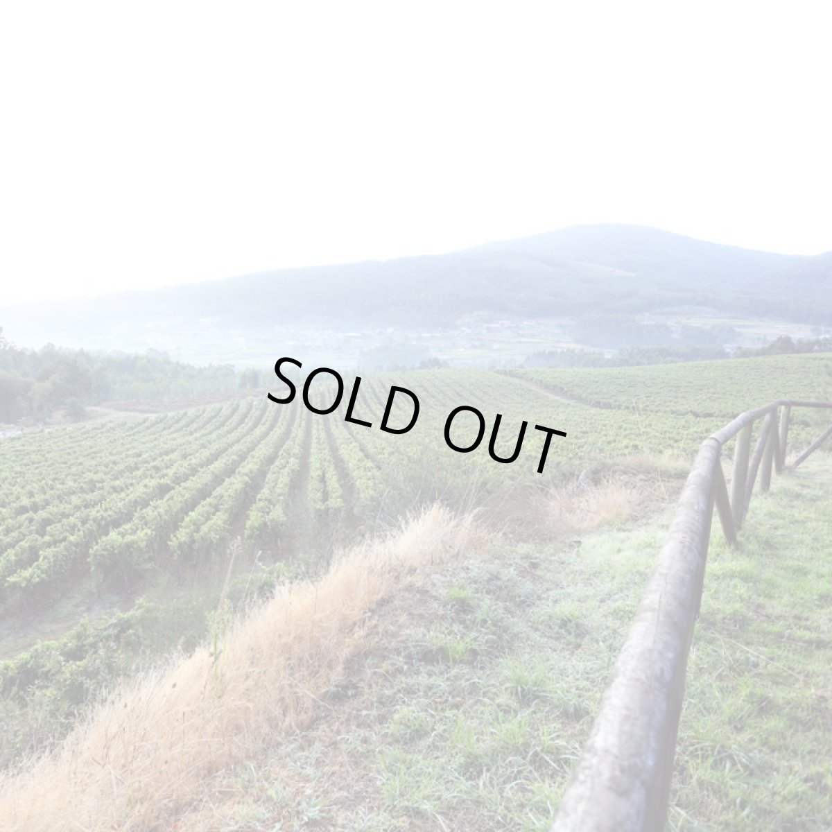 画像5: マラ マルティン（白ワイン スペイン  ボデーガス・マルティン・コダックス） (5)