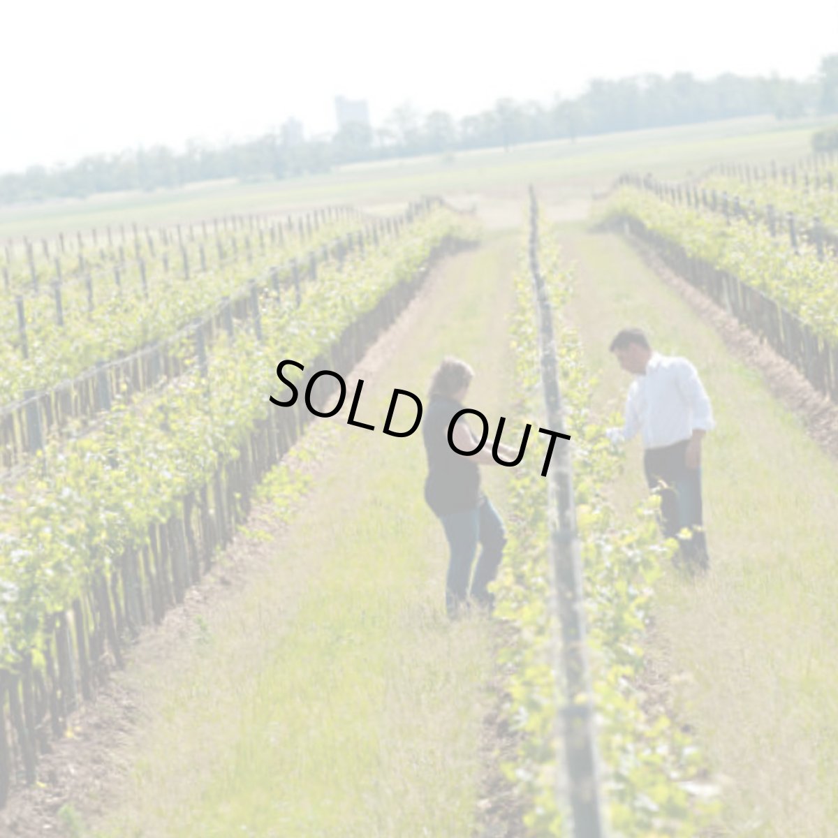 画像5: ヘイダー デリリアス(オレンジワイン オーストリア ヘイダー) (5)