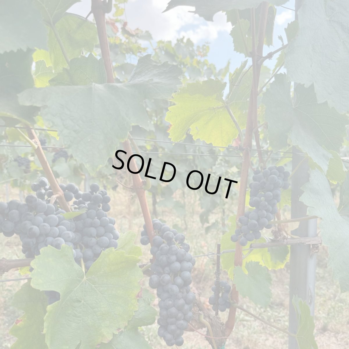 画像8: カセトル シャルドネ(白ワイン チェコ カセトル) (8)