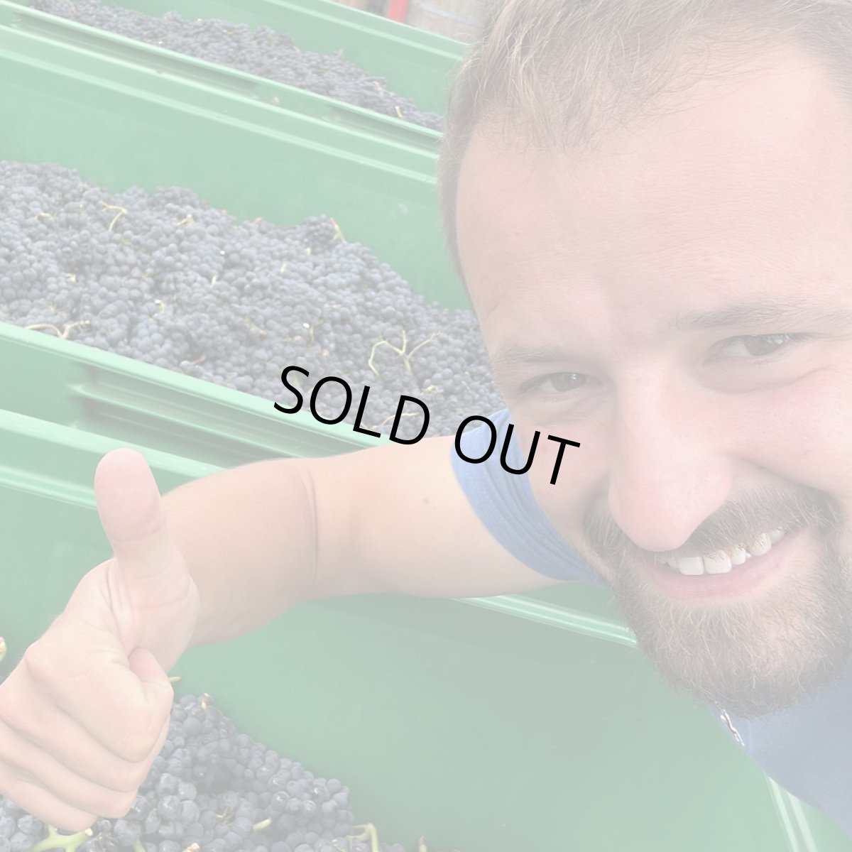 画像5: カセトル シャルドネ(白ワイン チェコ カセトル) (5)