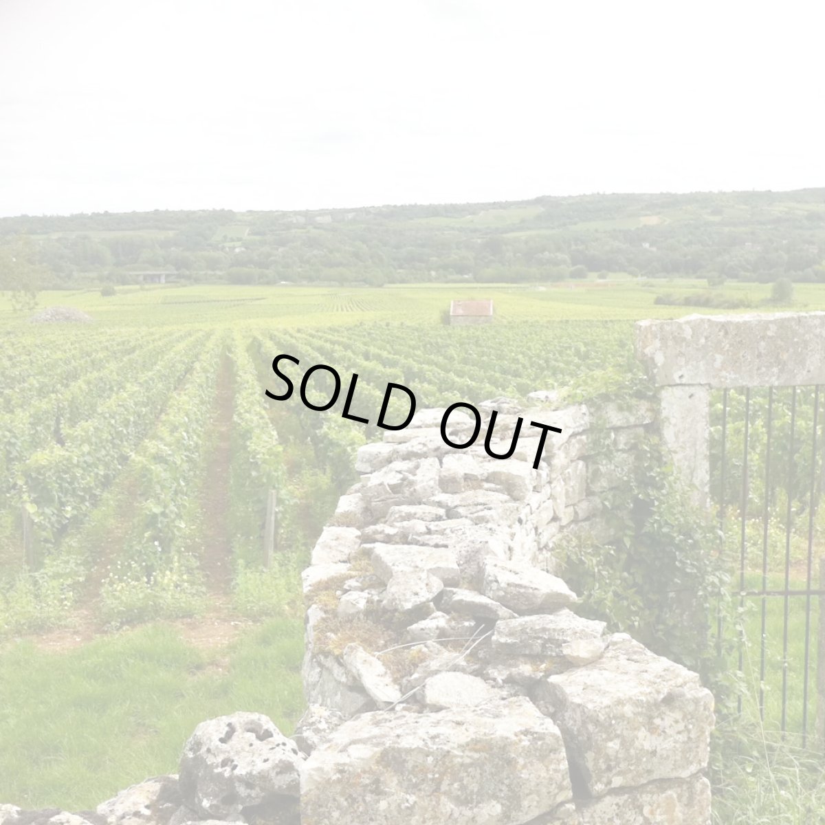 画像5: リュシアン・ミュザール・ブルゴーニュ・ルージュ（赤ワイン フランス ブルゴーニュ　リュシアン・ミュザール） (5)