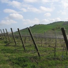 画像8: モンテプルチャーノ ダブルッツォ コッリーネ テラマーネ(赤ワイン イタリア  アブルッツォ ファンティーニ) (8)