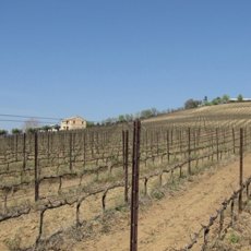 画像7: モンテプルチャーノ ダブルッツォ コッリーネ テラマーネ(赤ワイン イタリア  アブルッツォ ファンティーニ) (7)