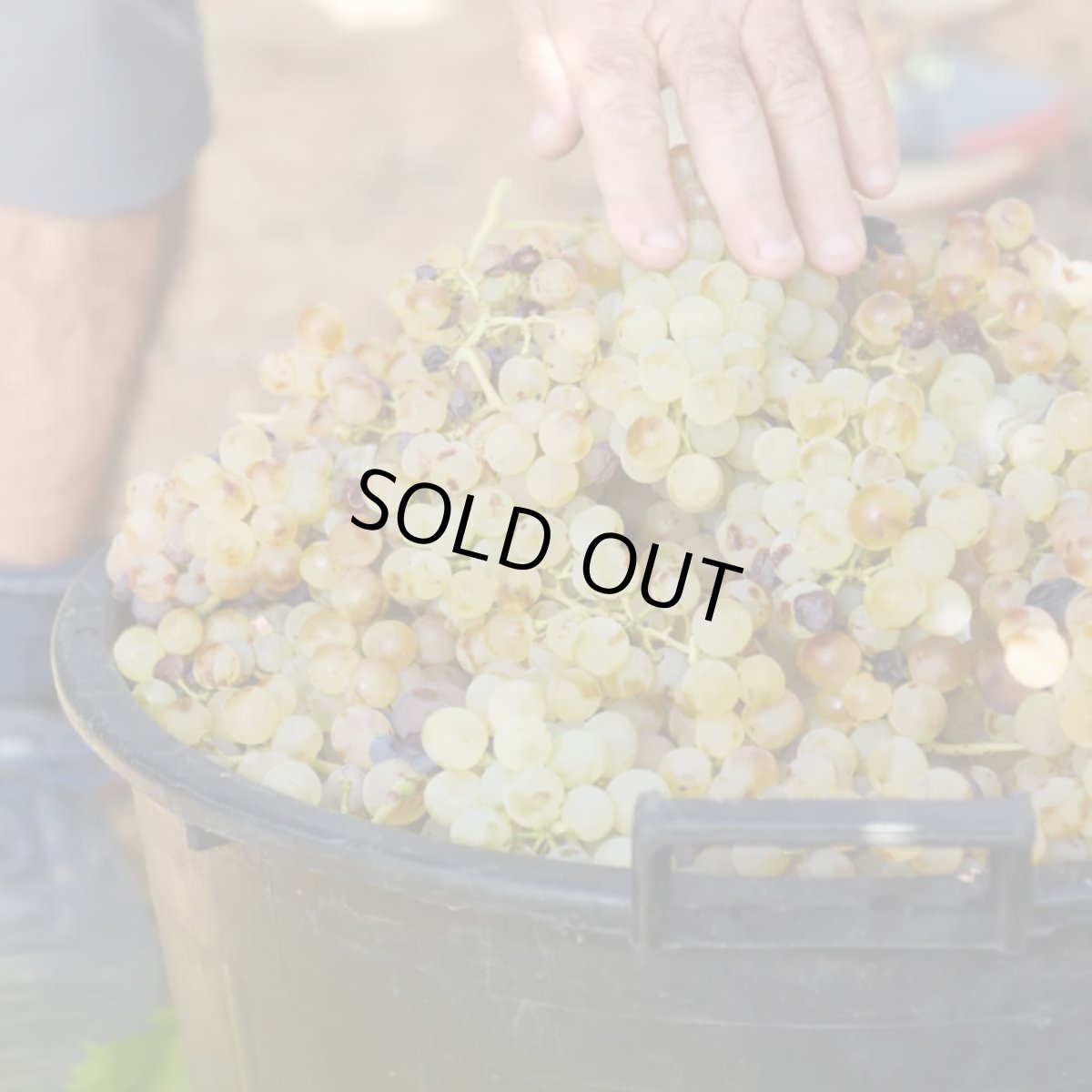 画像5: ヌラグス  ディ カリアリ（白ワイン イタリア　カンティーネディヴェルセディモンセッラート） (5)