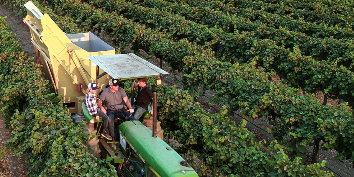 画像6: ボーグル ファミリー ヴィンヤーズ ピノ ノワール（赤ワイン アメリカ カリフォルニア　ボーグル ファミリー ワイン コレクション） (6)