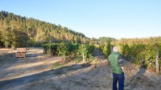 画像7: フォリス ピノ ノワール ログ ヴァレー(赤ワイン アメリカ オレゴン フォリス・ヴィンヤーズ) (7)