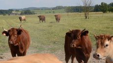 画像5: ボンヌ・キーユ(赤ワイン  フランス シュド・ウエスト ボワ・モワセ) (5)