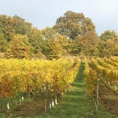 画像4: シャルル ジョゲ シノン シレーヌ（赤ワイン  フランス ロワール　シャルル・ジョゲ） (4)