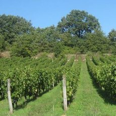 画像3: シャルル ジョゲ シノン シレーヌ（赤ワイン  フランス ロワール　シャルル・ジョゲ） (3)