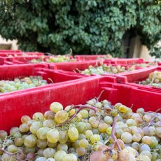 画像5: ナインキュービック（赤ワイン  スペイン カタルーニャ　セラーロス） (5)