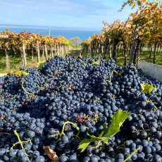 画像3: ヴィーノ スプマンテ パッセリーナ（スパークリングワイン白  イタリア アブルッツォ州　ミカーチェ） (3)