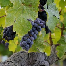 画像3:  シノン リーヴ ゴッシュ（赤ワイン フランス ロワール　シャトー・ド・ラ・ボンヌリエール） (3)