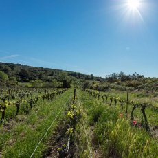 画像6: ピナップ ド ジャニーニ（赤ワイン フランス ラングドック　マス ・ ド ・ ジャニーニ） (6)