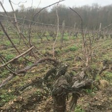 画像4: モンキー ゴーン トゥ ヘブン （赤ワイン フランス ロワール　ドメーヌ・ジュリアン・ピノー） (4)