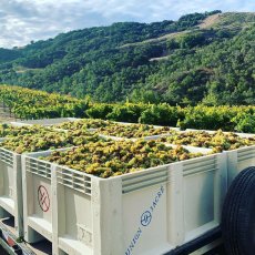 画像4: ユニオン サクレ ワインズ　カベルネ ソーヴィニヨン（赤ワイン アメリカ カリフォルニア） (4)