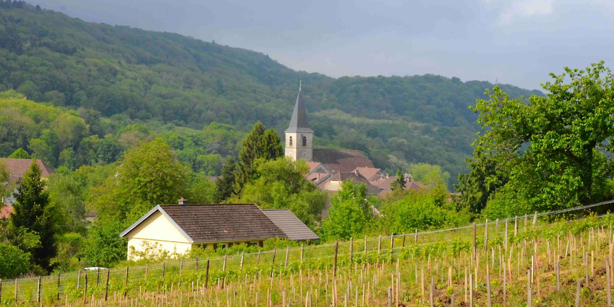 画像4: ビッグ バンチ セオリー フレッシュ インプレッション ブラン  （白ワイン フランス ジュラ 　パトリス ユグ べグ） (4)