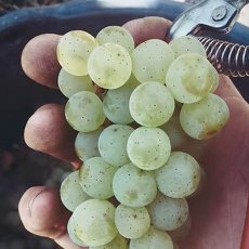 画像4: ヴァイングート ヴァイガント シルヴァーナー （白ワイン ドイツ フランケン　ヴァイングート ヴァイガント） (4)