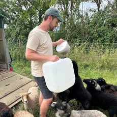 画像4: ヴァイングート マン ヴァイス （白ワイン ドイツ ラインヘッセン　ヴァイングート マン） (4)