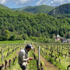 画像8: ピエ ド ムートン （赤ワイン フランス サヴォワ　ドメーヌ・デ・ソネット） (8)