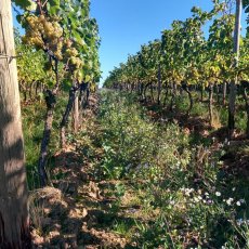 画像5: ヴァイングート マン ヴァイス （白ワイン ドイツ ラインヘッセン　ヴァイングート マン） (5)