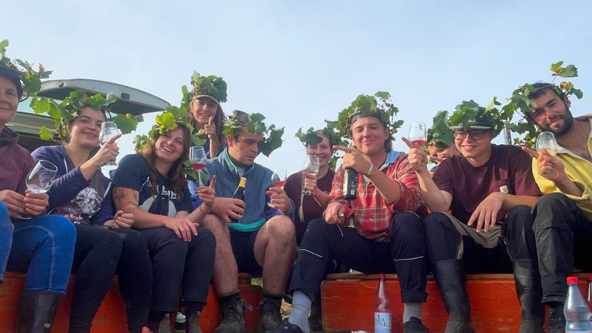 画像7: デクスハイマー ヴァイス （白ワイン ドイツ ラインヘッセン　デクスハイマ― ） (7)