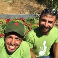 画像4: モドゥス ビベンディ ビアンコ （白ワイン イタリア シチリア　エリオス ） (4)