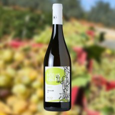 画像3: モドゥス ビベンディ ビアンコ （白ワイン イタリア シチリア　エリオス ） (3)