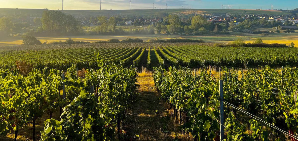 画像6: デクスハイマー ヴァイス （白ワイン ドイツ ラインヘッセン　デクスハイマ― ） (6)