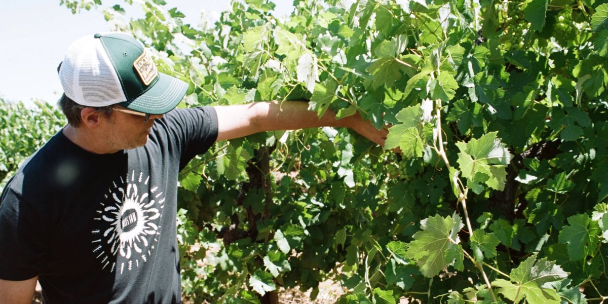 画像6: サンジョヴェーゼ（赤ワイン アメリカ カリフォルニア　ブロックセラーズ ） (6)